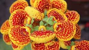 Calceolaria